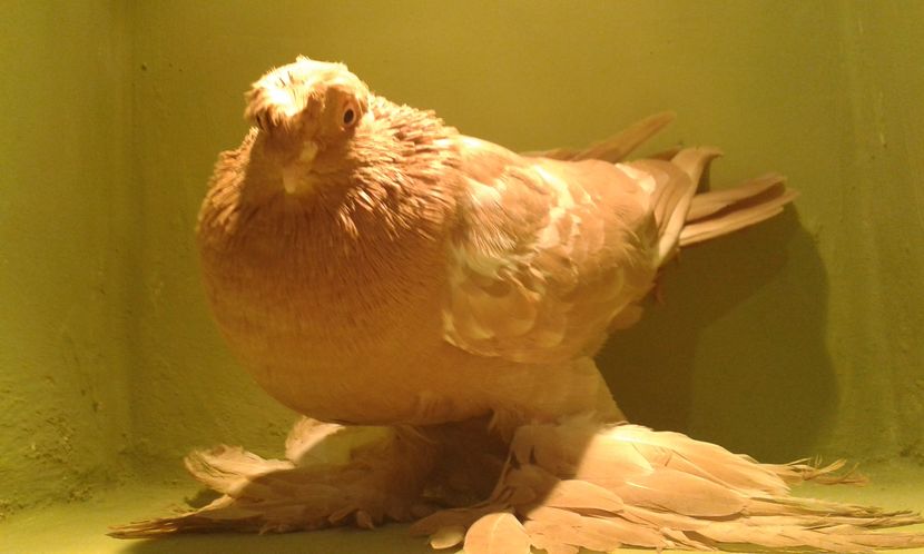 A 1285(2016) F - Uzbeci lot 2016