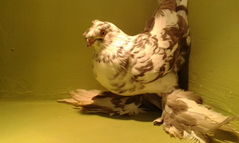 A 1287(2016) F - Uzbeci lot 2016