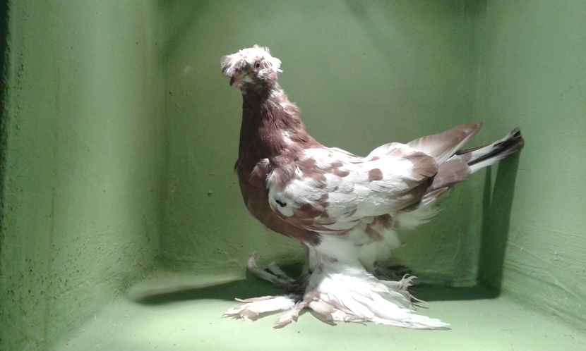 inel A 1292(2016) M - Uzbeci lot 2016