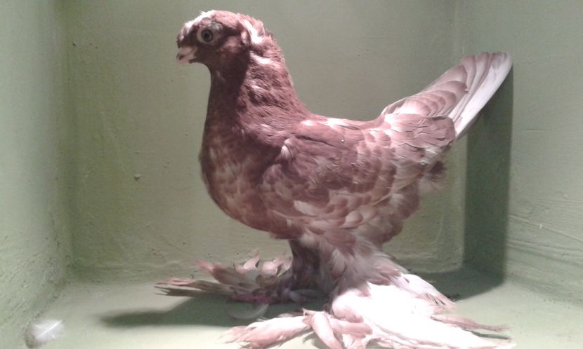 A 1313(2016) M - Uzbeci lot 2016