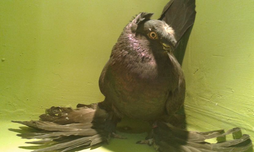 A 1332(2016) M - Uzbeci lot 2016