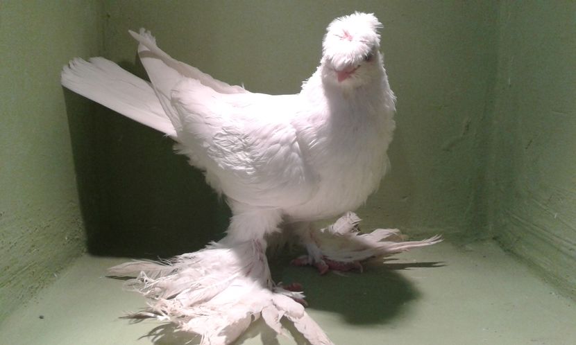 A1293(2016) M - Uzbeci lot 2016