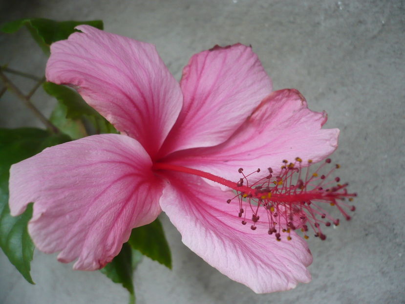 17.10.2016 - HIBISCUSI 2016-7