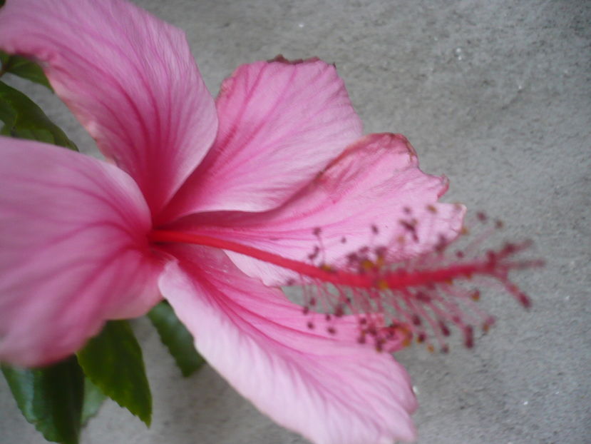 P1300430 - HIBISCUSI 2016-7