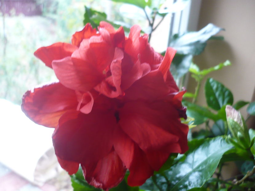 P1300432 - HIBISCUSI 2016-7