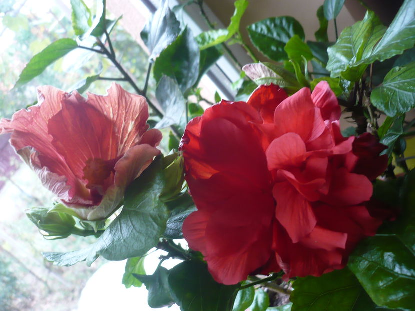 P1300433 - HIBISCUSI 2016-7