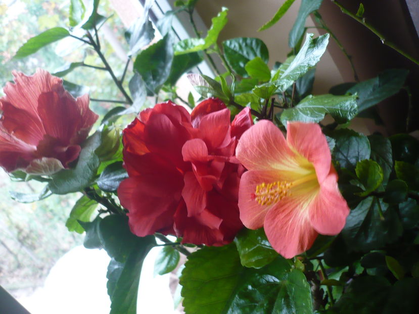 P1300437 - HIBISCUSI 2016-7