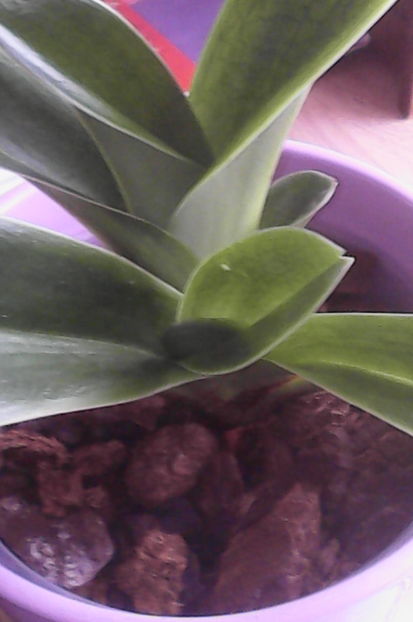 ; de abia astept sa l vad inflorit
