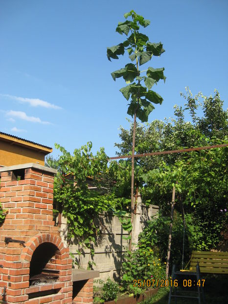 Evolutie- dupa o luna de zile. - Paulownia Tomentosa 2014-2016