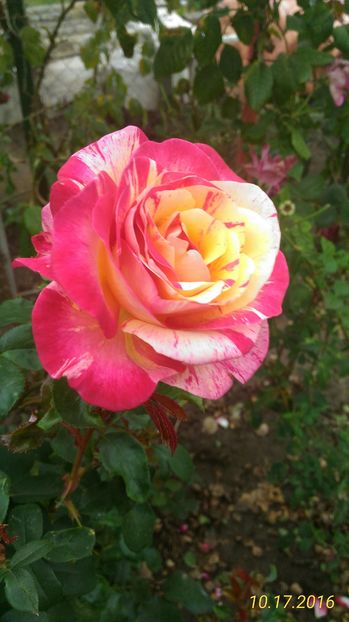 P_20161017_163009_1_p - 0 TRANDAFIRI 2016