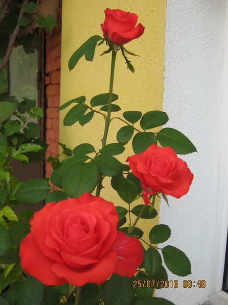 Picture 6801 - Trandafiri