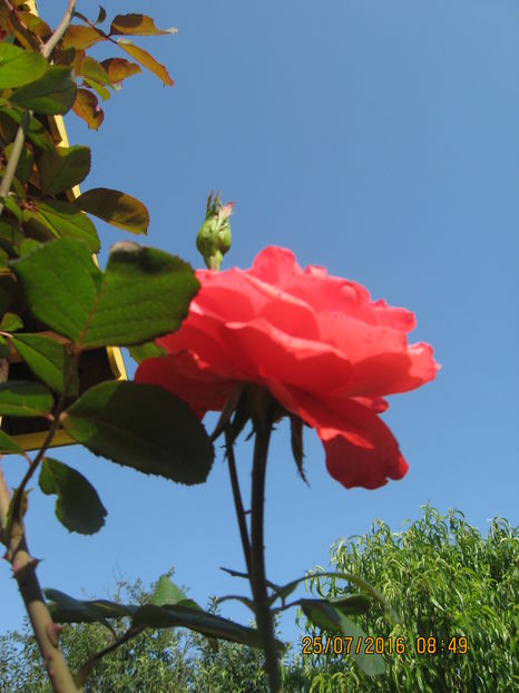 Picture 6802 - Trandafiri