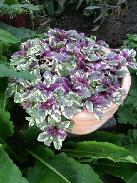  - 01-Flori din curtea mea 2016