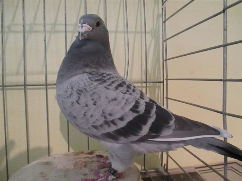  - Porumbei standard 2016-2017