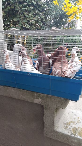  - 111111 Meulemansi 2016