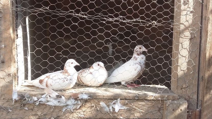  - 111111 Meulemansi 2016