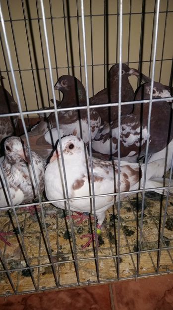  - 111111 Meulemansi 2016