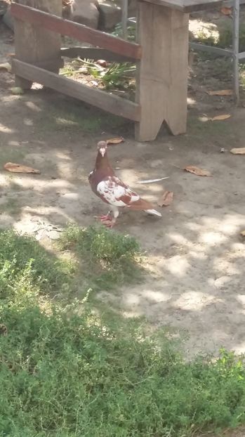  - 111111 Meulemansi 2016