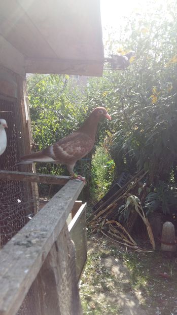  - 111111 Meulemansi 2016