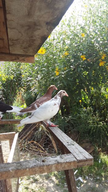  - 111111 Meulemansi 2016