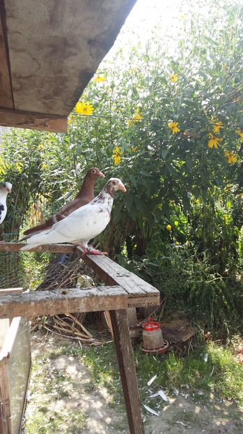  - 111111 Meulemansi 2016