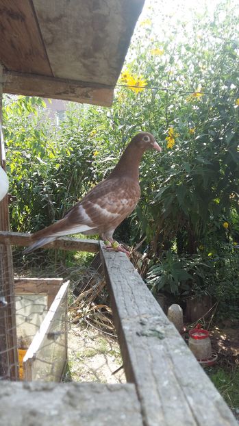  - 111111 Meulemansi 2016