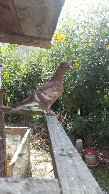  - 111111 Meulemansi 2016