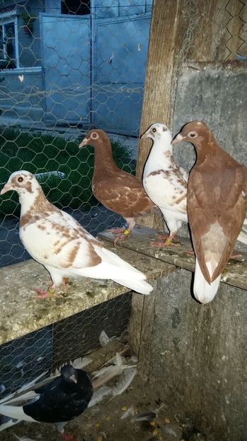  - 111111 Meulemansi 2016