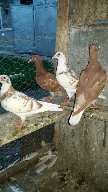  - 111111 Meulemansi 2016