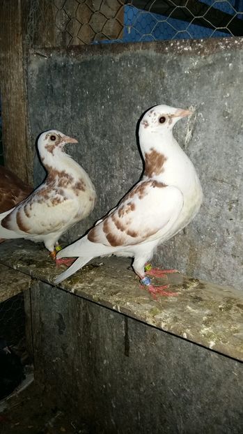  - 111111 Meulemansi 2016