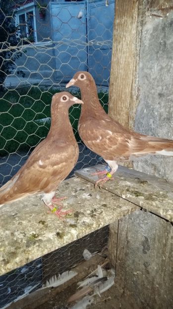  - 111111 Meulemansi 2016