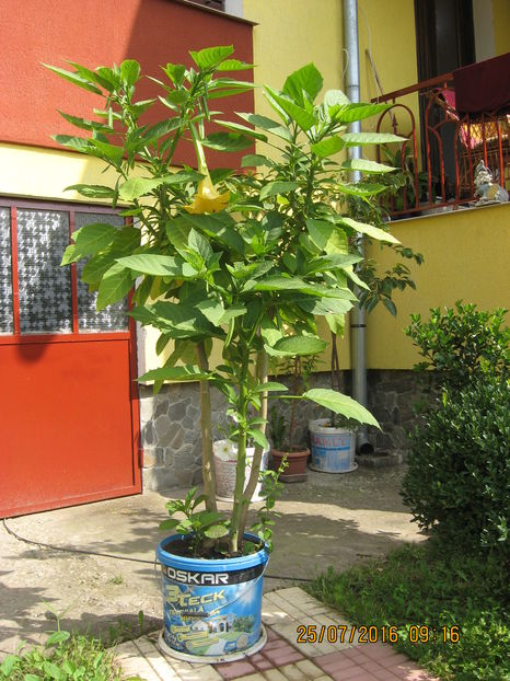 Picture 6805 - 3 BRUGMANSIA