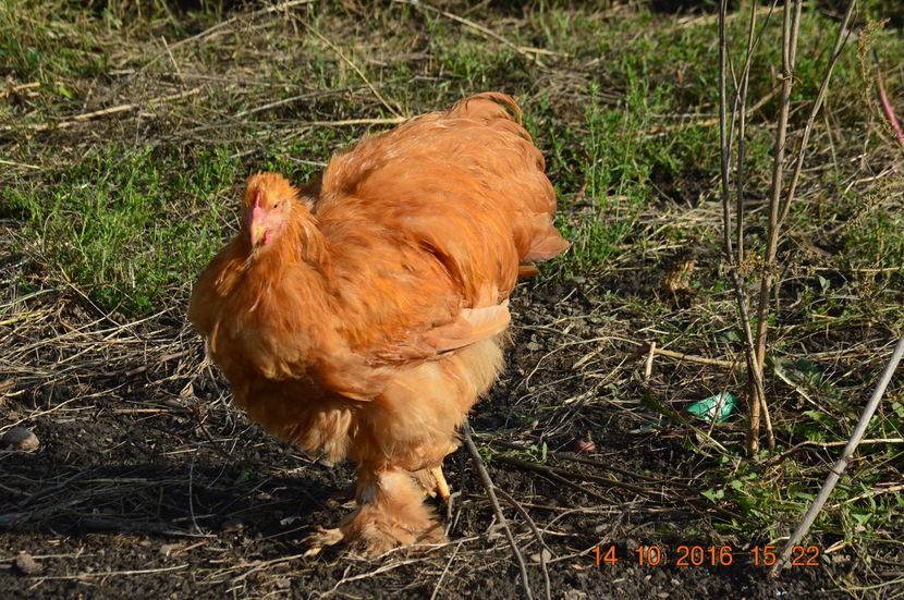  - oaspetii din Romania