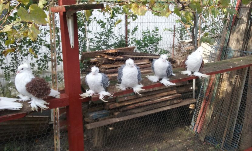 Tyneret 2016 albastryy