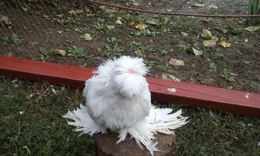 Achyzytye octombry tyneret 2016