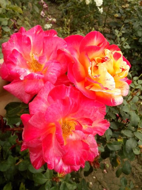 camille pissaro - 0 TRANDAFIRI 2016