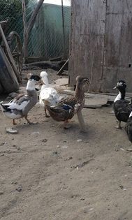 14627929_903642976437859_1399590601_n - rate motate