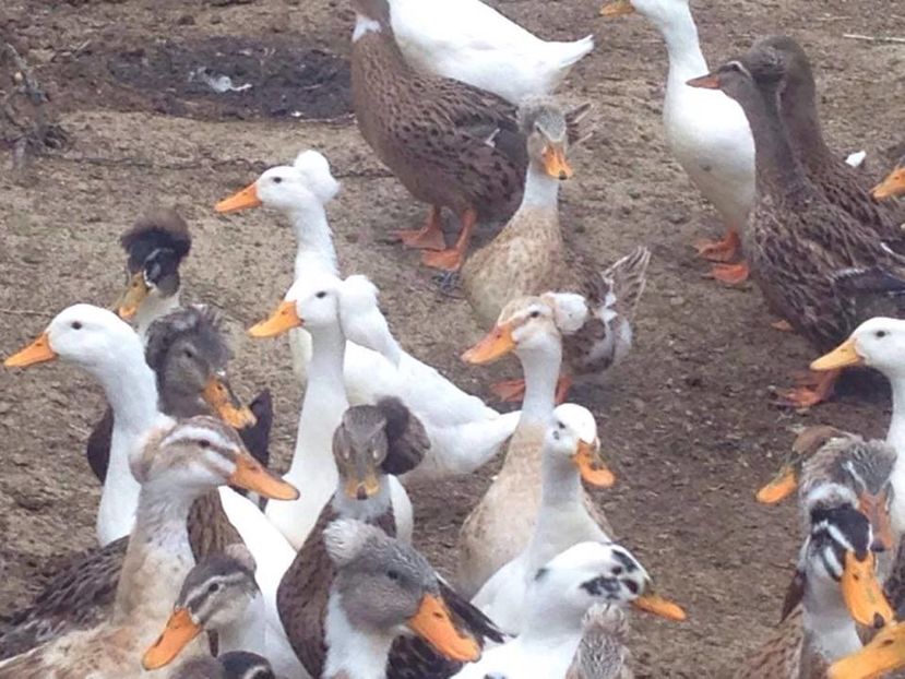 14643090_1193373180720344_785362741_n