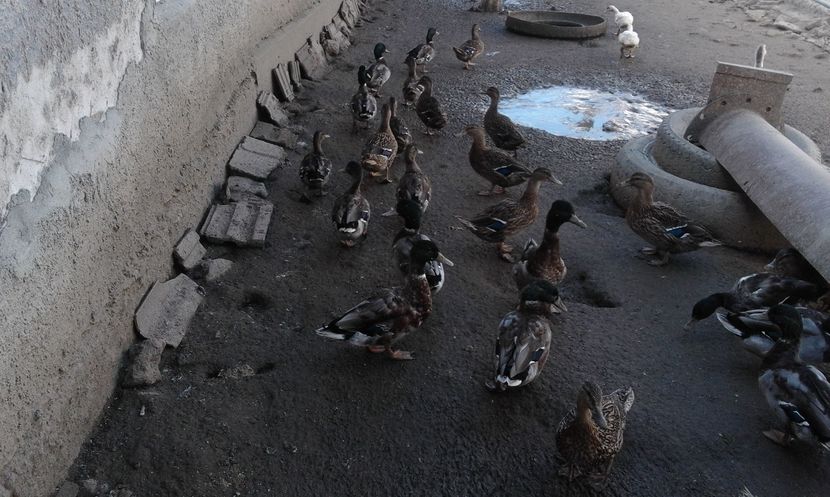 14697326_903642699771220_1713077038_o