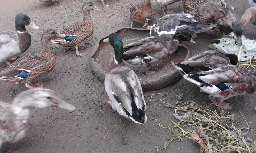 14689226_903642453104578_1915093221_o