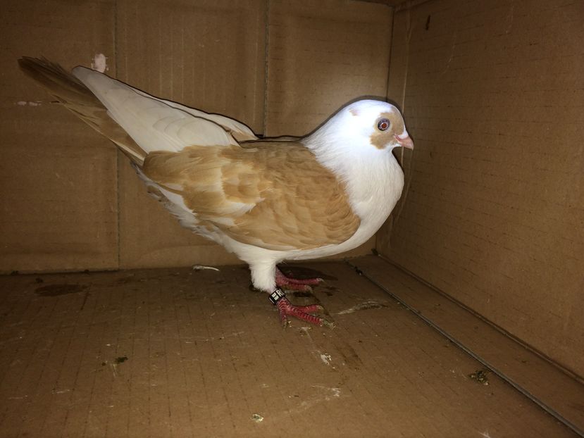 12181  femelă  2016