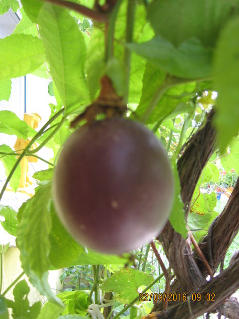 Picture 7425 - Passiflora eludis- Maracuya