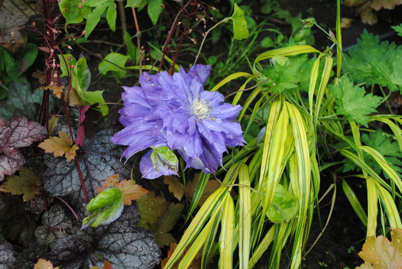 iunie; Kiri te Kanawa,hakonekloa aureola,heuchera Rave On
