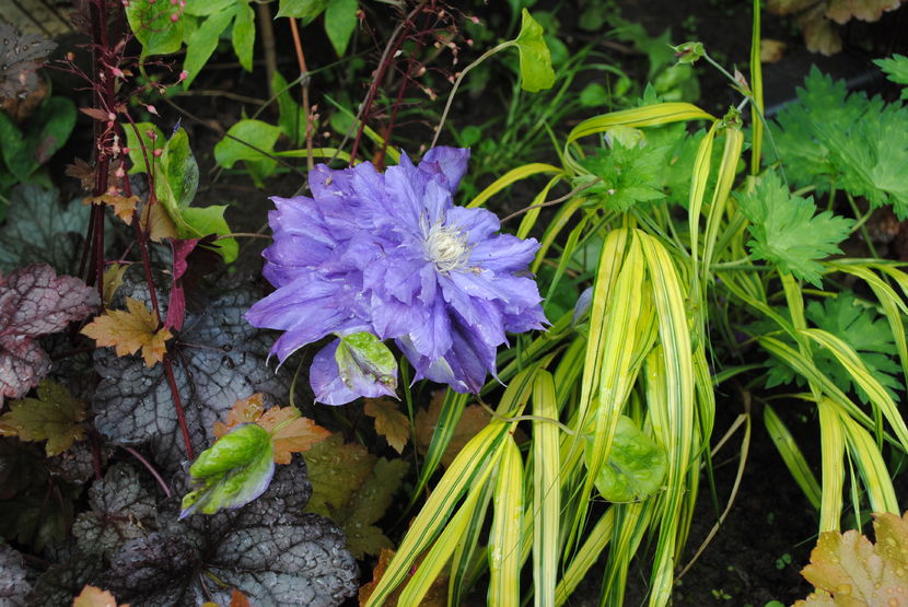 Kiri te Kanawa,hakonekloa aureola,heuchera Rave On