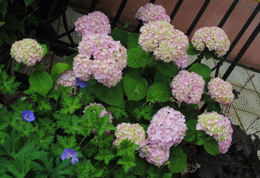 iunie; hydrangea nikko blue, geranium rozanne

