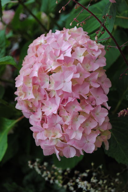 iunie; hydrangea nikko blue
