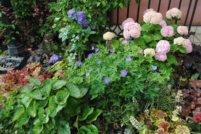 iunie; hydrangea nikko blue, geranium rozanne, heuchera, brunnera mr morse, hakonekloa aureola,carex-morrowii ice dance

