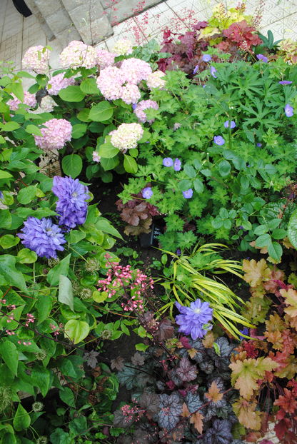 clematis Kiri te Kanawa,; hydrangea nikko blue, geranium rozanne, heuchera, brunnera mr morse, hakonekloa aureola,carex-morrowii ice dance
