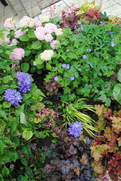 geranium rozanne,; clematis Kiri te Kanawa,hydrangea nikko blue, heuchera, brunnera mr morse, hakonekloa aureola,carex-morrowii ice dance
