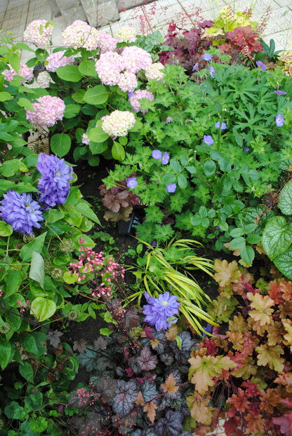 iunie; clematis Kiri te Kanawa,hydrangea nikko blue, geranium rozanne, heuchera, brunnera mr morse, hakonekloa aureola,carex-morrowii ice dance
